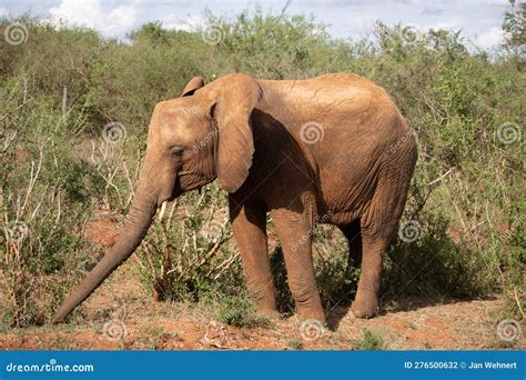 The Great Mighty Red African Elephants In Kenya In Tsavo East National