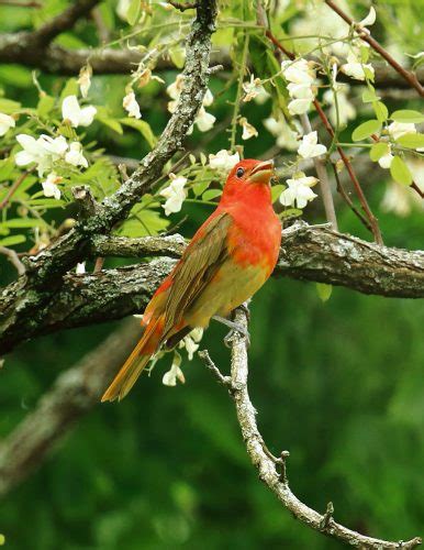 Juvenille Summer Tanager Singing Feederwatch