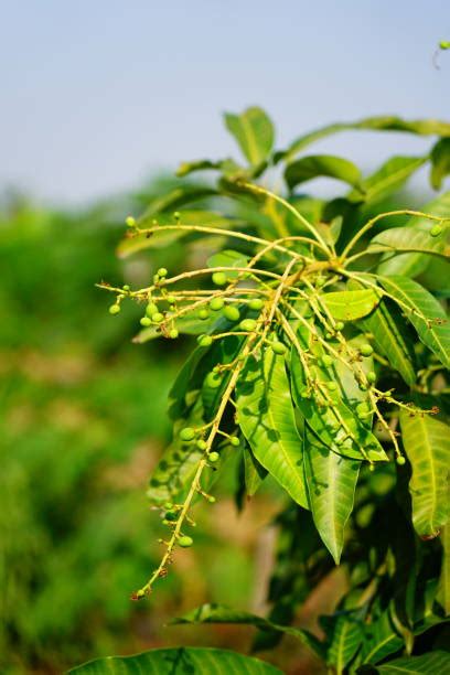 800 Mango Tree Plantation Stock Photos Pictures And Royalty Free Images