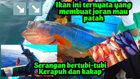 Semuanya Dibuat Kaget Degan Sambaran Ikan Ini Membuat Strike Bertubi