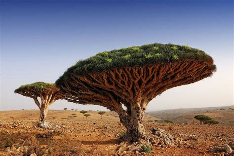 Dragon Blood Tree, Socotra, Yemen [1556x1040] : EarthPorn