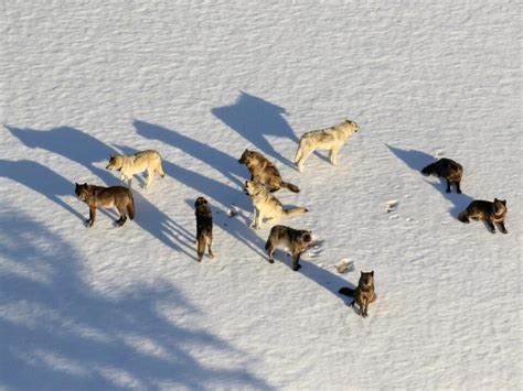 Fate Of Wyoming Wolf Policy Reform In Legislatures Hands