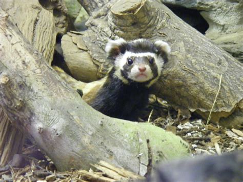 Marbled Polecat l Vulnerable Small Mammal - Our Breathing Planet