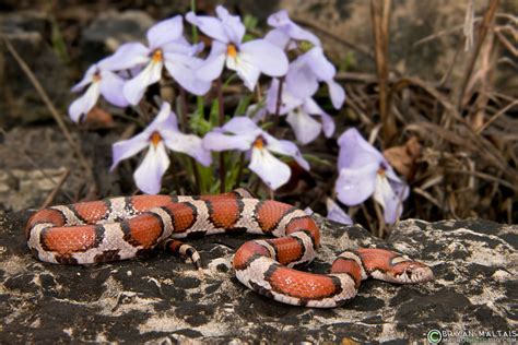 Red Milk Snake Herp Photography