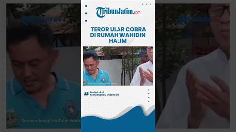 Rumah Mantan Gubernur Banten Wahidin Halim Dapat Teror Ular Cobra