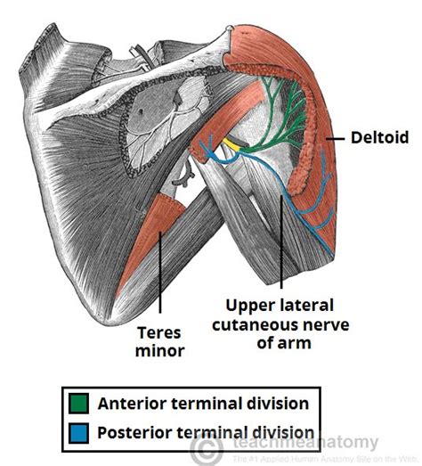 The Axillary Nerve Course Motor Sensory Teachmeanatomy