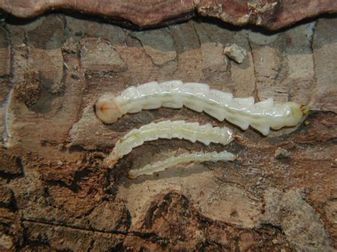 Signs and Symptoms of the Emerald Ash Borer | Firewood Hoarders Club