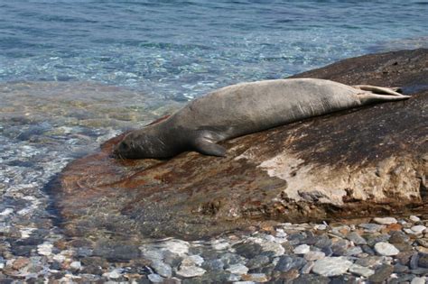 Lista Vermelha Da Iucn H Esp Cies Portuguesas Mais Amea Adas Mas