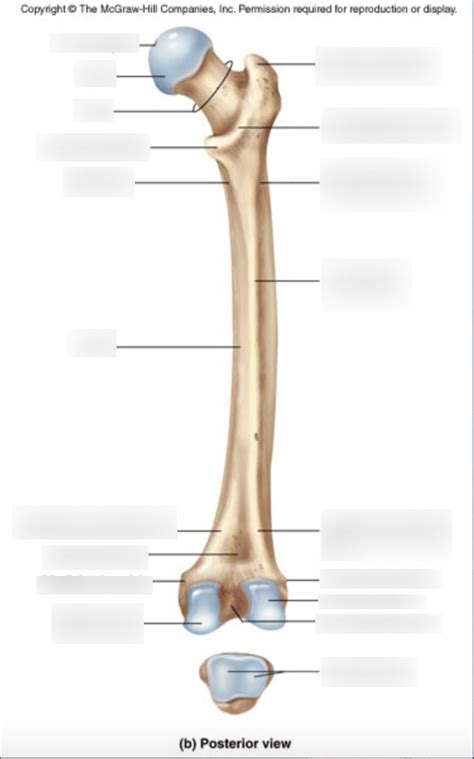 Femur Posterior Diagram Quizlet