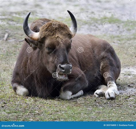 Indian Gaur stock photo. Image of nature, closeup, cattle - 30376800