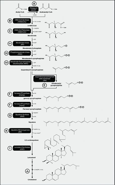 The Cholesterol Biosynthesis Pathway And Enzymes Involved Enzymes Are