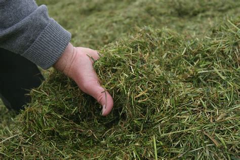 Grass Silage Influx Lipids