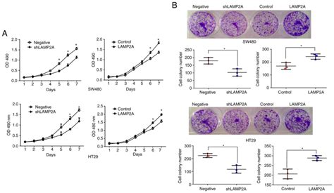 LAMP2A Overexpression In Colorectal Cancer Promotes Cell Growth And