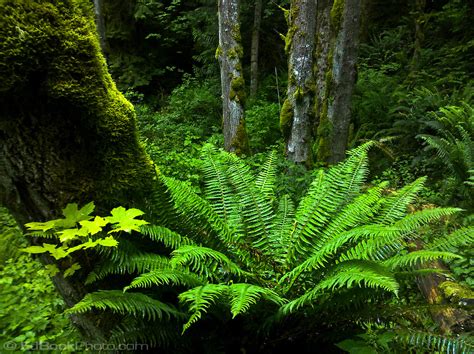 A Sword Fern Grows At The Base Of A Moss Covered Big Leaf Maple