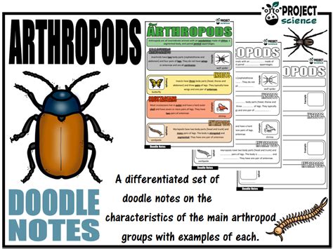 Arthropods Doodle Notes | Teaching Resources