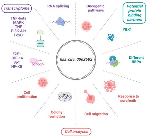 Cancers Free Full Text Circular Rna Hsa Circ 0062682 Binds To Ybx1