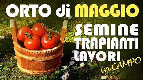 ORTO Di MAGGIO SEMINE TRAPIANTI LAVORI In CAMPO YouTube