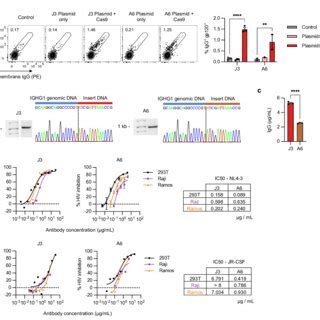 Engineering B Cell Lines To Express Anti Hiv Hcabs A Raji B Cells