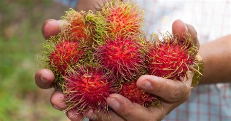 6 Jenis Buah Rambutan yang Banyak Dicari Orang Indonesia - Lim Corporation