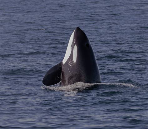 killer whale photograph  juan morales