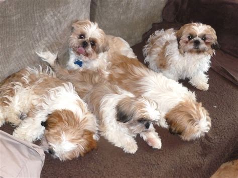 Southern Shih Tzu Rescue Rescuing And Rehoming Shih Tzus