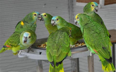 Parrot Species — An Overview of the Different Types of Parrot | by Parrot Bird | Medium