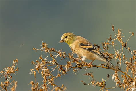 American Goldfinch Tony Spane Flickr