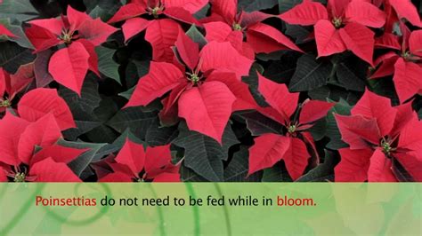 How To Care For Poinsettias Armstrong Garden Center Youtube