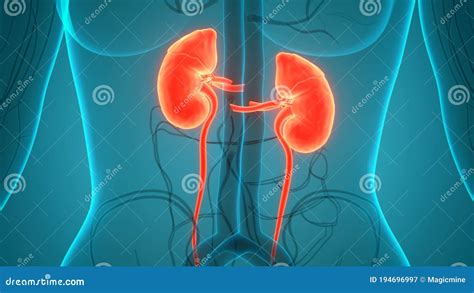 Rg Os Internos Humanos Sistema Urin Rio Rins Anatomia Conceito De