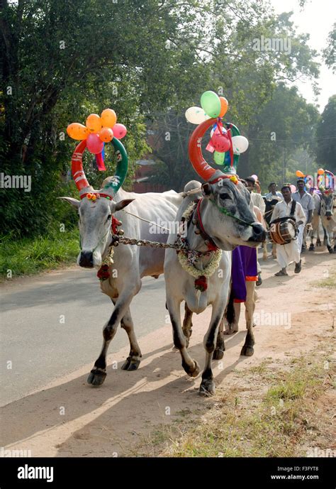 Dekoriert K He Und Ochsen Von Bauern Feiern Pongal Festival Oder