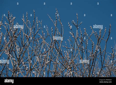 Blooming Willow Tree In Nature Catkin Or Pussy Willow Spring Bloom In