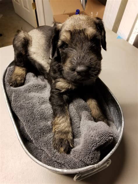 "Giant Schnauzer" Puppies For Sale | Tupelo, MS #257342