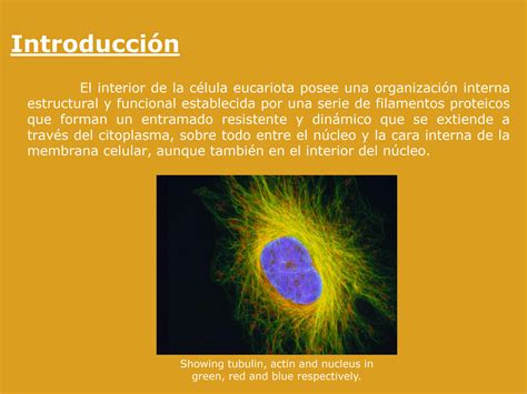 SOLUTION El Citoesqueleto Presentacion Biologia Celular Molecular