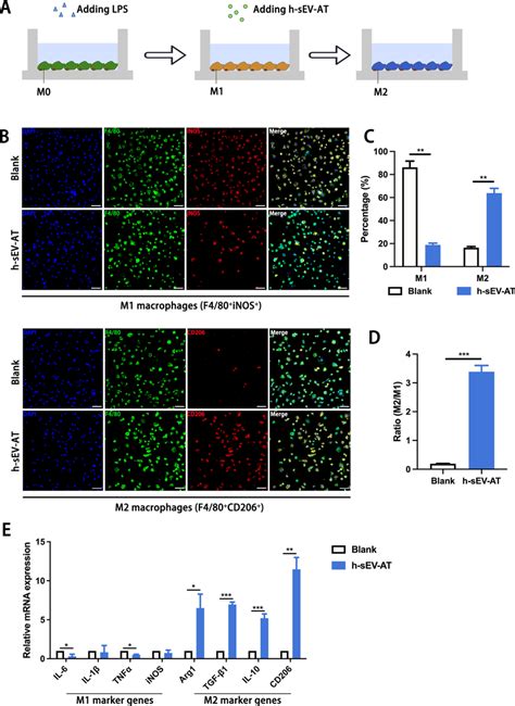 Macrophage Polarization Induced By Sev At A Schematic View Of The