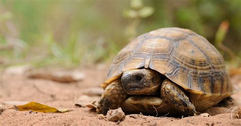 La carapace des tortues n’a pas toujours servi à les protéger des prédateurs