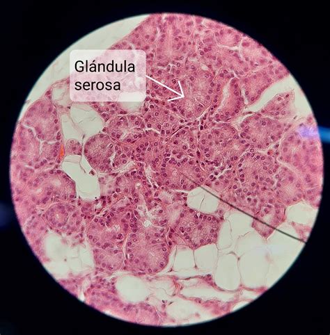 Tejido Epitelial Glandular