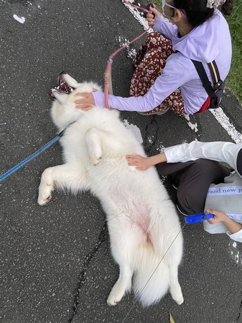 サモエド らいち On Twitter 犬の飼い主さんとあれば、すぐに懐いてどこそこ構わずヘソ天で撫でてもらいたがるワンコ☺️ サモエド