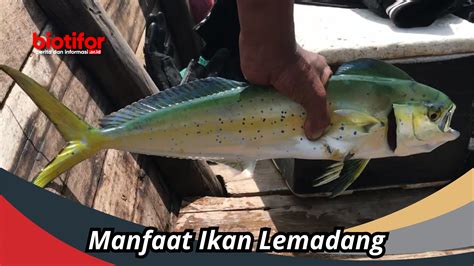 Manfaat Ikan Tongkol Ikan Yang Kaya Nutrisi Biotifor