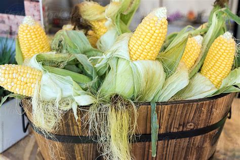 Summer Corn On The Cob In Wooden Basket Del Colaborador De Stocksy