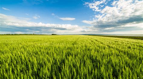 Importancia Del Abonado De Fondo En La Rentabilidad Del Cultivo