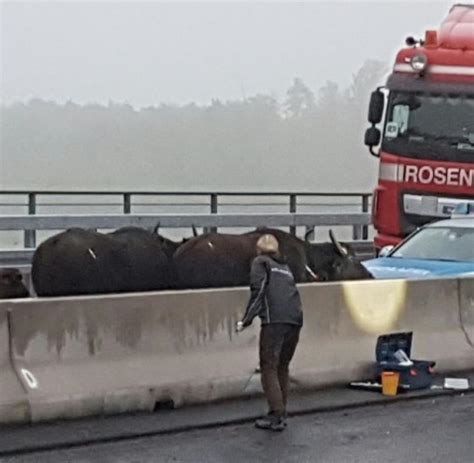 Tiere Ausgebüxte Herde Wasserbüffel sorgt auf Autobahn bei Leverkusen