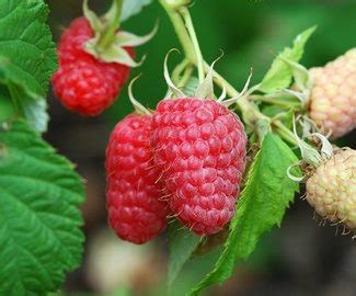 frambuesa glen ample rubus  neglectus lurberry