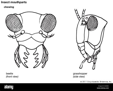 Insect Mouth Parts Diagram