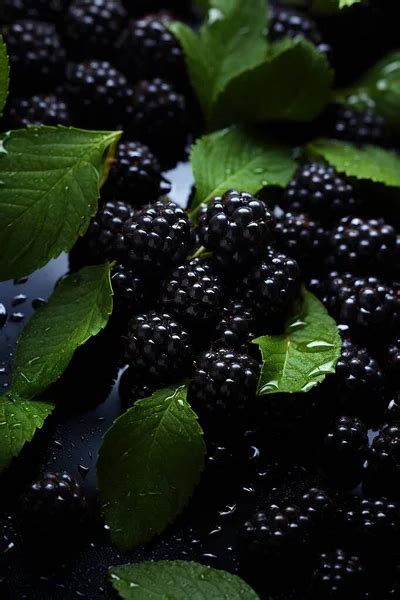 Blackberries Silhouette Stock Photos Royalty Free Blackberries