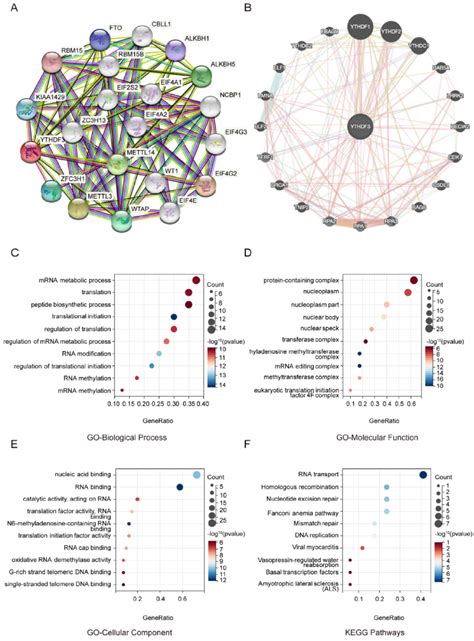 Functional Enrichment Of Ythdf Associated Genes In Pan Cancer A