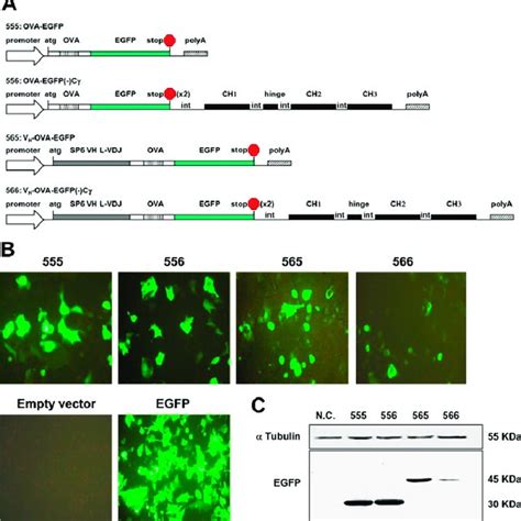 Analysis Of Transiently Transfected HeLa Cells A Flow Cytometry