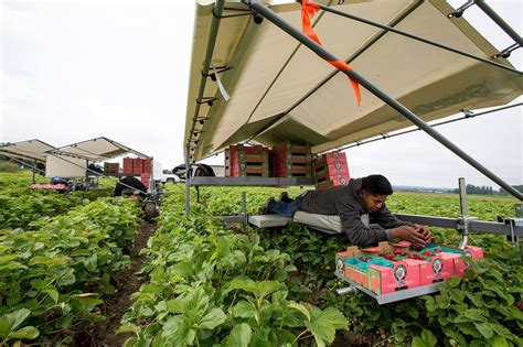 At Biringer Workers Harvest Strawberries On Their Bellies Heraldnet