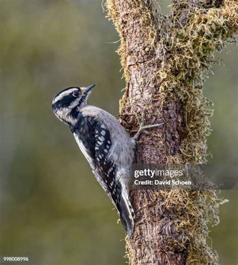 1053 Downy Woodpecker Stock Photos High Res Pictures And Images