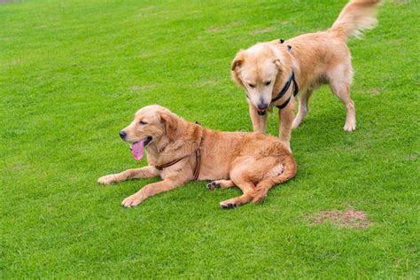 Linda Pareja De Perros Golden Retriever En El Parque Foto De Archivo