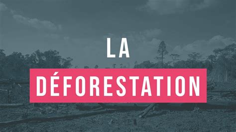 Minutes Pour Comprendre Facilement La D Forestation Youtube